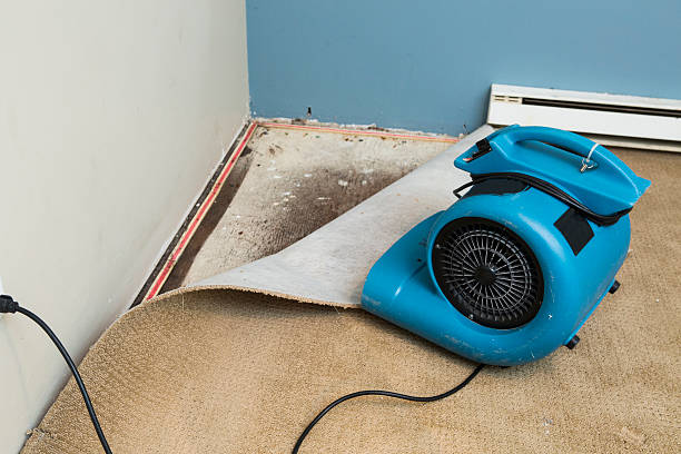 Best Mold removal after water damage  in Harmony Grove, CA